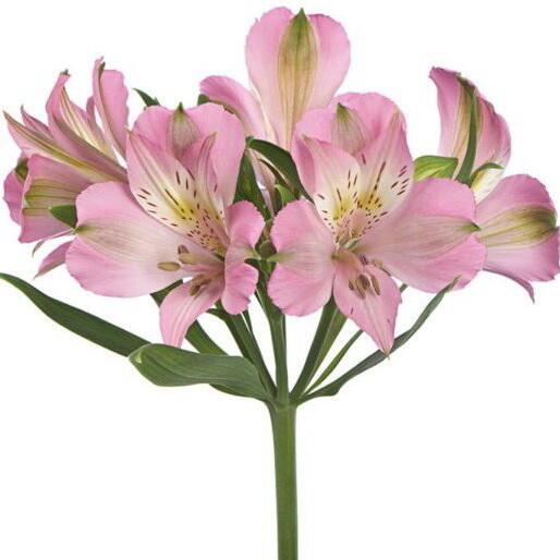 картинка Альстромерии розовые от магазина daflor