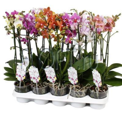 картинка Орхидея Фаленопсис Микс от магазина daflor