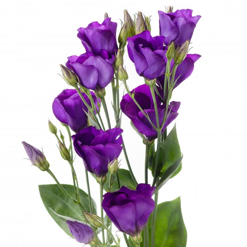 картинка Эустомы фиолетовые от магазина daflor