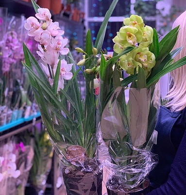 Цимбидиум (Cymbidium) P221