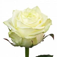 Белые розы White Naomi