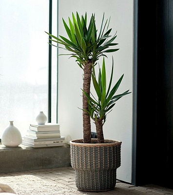 Юкка 2 (Yucca) Р478