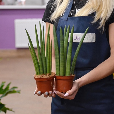 Сансевиерия цилиндрическая (Sansevieria cylindrica) Р411