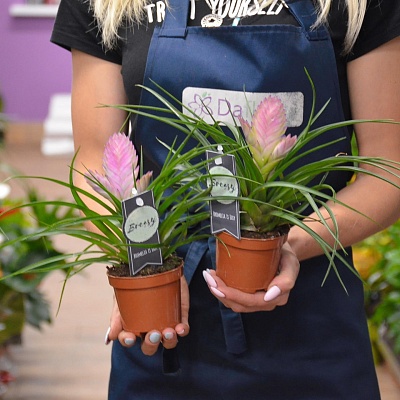 Тиландсия (Tillandsia) Р401