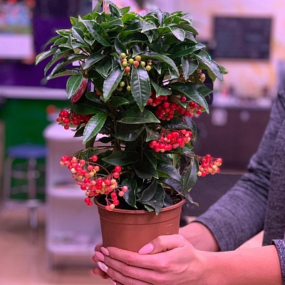 Ардизия (Ardisia) Р131