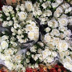 Кустовые розы "Белые"
