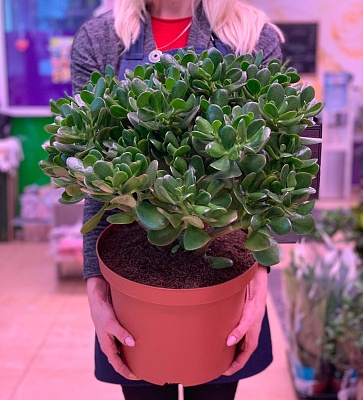 Крассула (Crassula) Р266