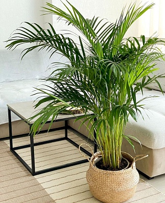 Арека (Areca) Р501