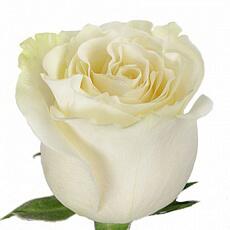 Белые розы Proud