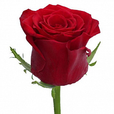 Красные розы Prestig