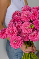 Розовые георгины