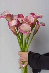 Калла розовая 