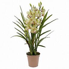 Орхидея Цимбидиум в горшке