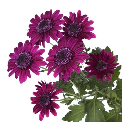 Хризантема Stresa purple