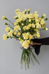 Гвоздика Шабо лимонная С707