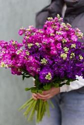 Маттиола микс М722