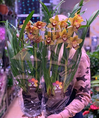 Цимбидиум (Cymbidium) P217
