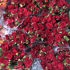 Кустовые розы "Красные"