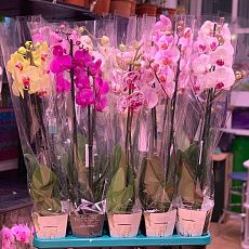 Орхидеи (2 ветки) Р120