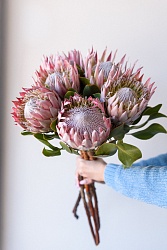 Протея нежно-розовая Е935