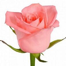 Розовые розы Karina