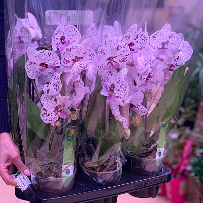 Фаленопсис (каскад) Р299
