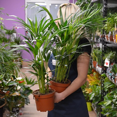 Арека (Areca) Р412