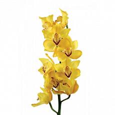 Орхидеи желтые