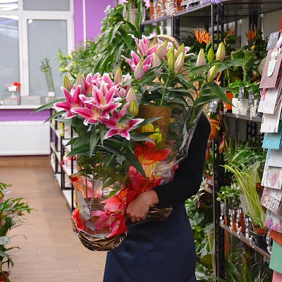 Лилия в горшочке Р446