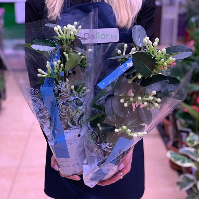 Стефанотис Р339