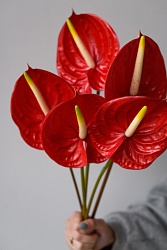 Антуриум красный Е933