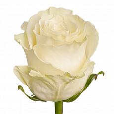 Белые розы Mondial
