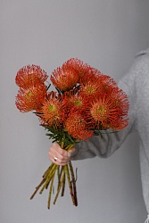 Леукоспермум L930