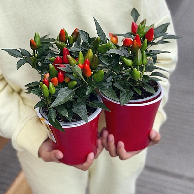 Капсикум (Capsicum) Р448