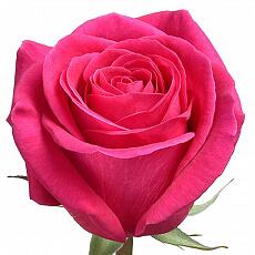 Розовые розы Pink Floyd