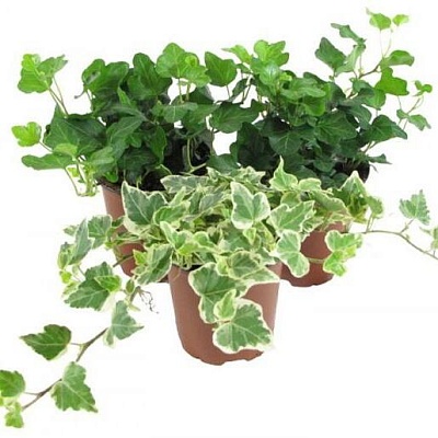 Плющ (Hedera)