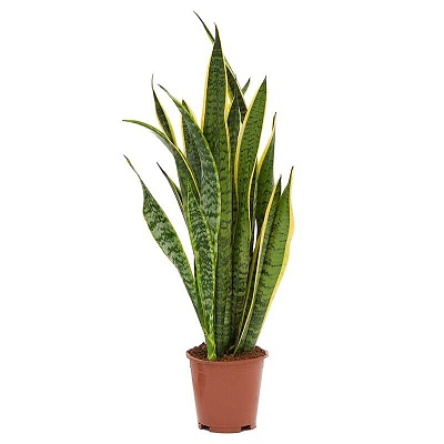 Сансевиерия трехполосная (Sansevieria trifasciata)