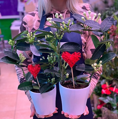 Стефанотис Р248
