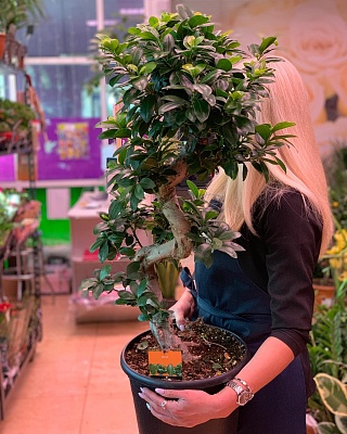 Фикус Бонсай Р364