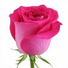 Розовые розы Topaz
