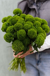 Гвоздика "Green Trick"