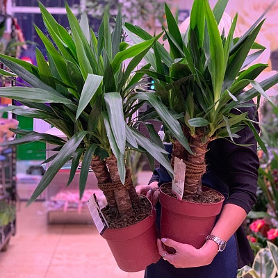 Юкка 3 (Yucca) Р331