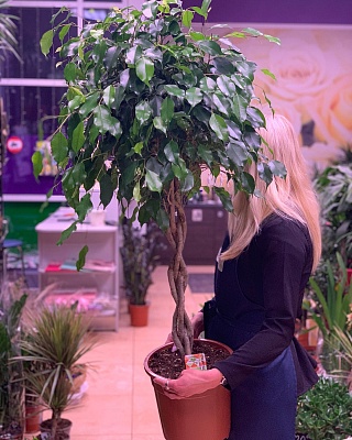 Фикус Бенджамина на косичке Р328