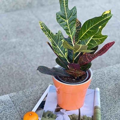 Кодиеум (Кротон) Р468