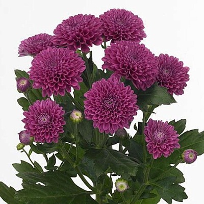 Хризантема Lollipop purple