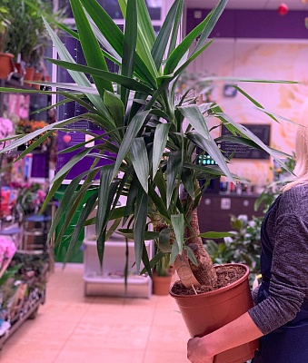 Юкка Вертакт (Yucca) Р233