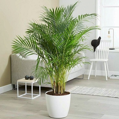 Арека (Areca) Р492
