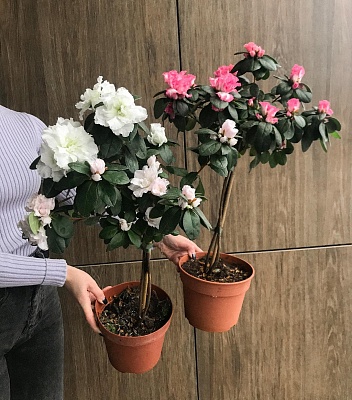 Азалия на штамбе Р421