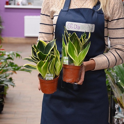 Сансевиерия (Sansevieria) мал. Р440