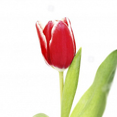 Тюльпаны красно-белые